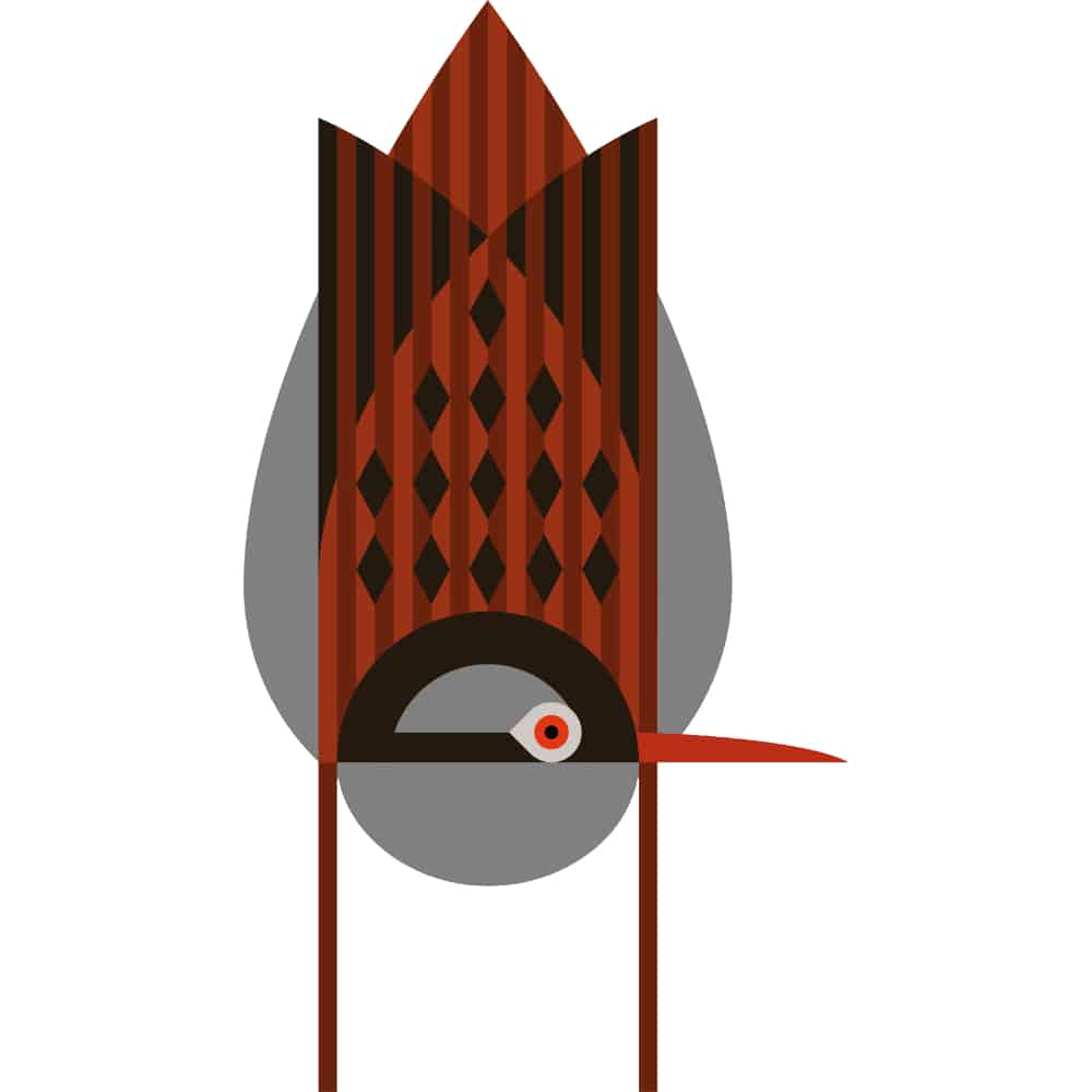 Austral rail – Birdsong